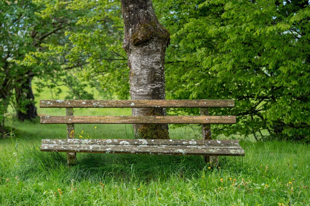 Kirschlorbeer vs. andere Heckenpflanzen im Vergleich