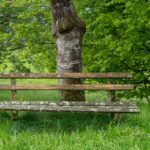 Kirschlorbeer vs. andere Heckenpflanzen im Vergleich